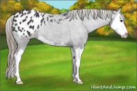Horse Color:Smoky Black Splash Appaloosa Rabicano 