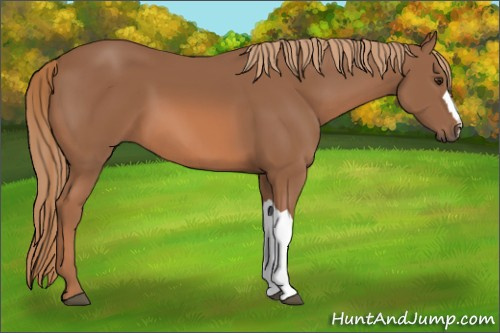 Horse Color: Chestnut 