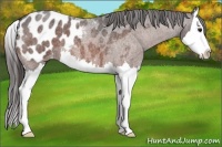Horse Color:Brown Roan Splash Blanket 