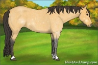 Horse Color:Buckskin Roan 