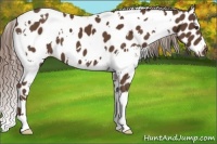 Horse Color:White Spotted Liver Chestnut Appaloosa 