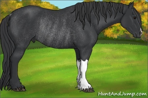 Horse Color:Black Rabicano