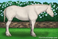 Horse Color:Smoky Creme Roan 