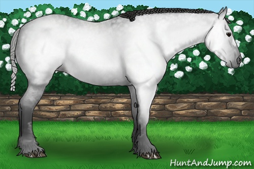 Horse Color:Gray Smoky Blue Roan