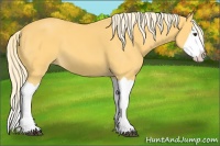 Horse Color:Palomino Splash 