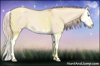Horse Color:Gold Champagne Dun Sabino Splash 