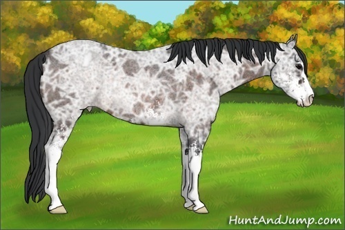 Horse Color: Bay Ice Roan Sabino Rabicano 