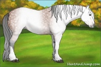Horse Color:Gray Bay Splash Tobiano 