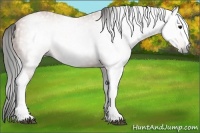 Horse Color:Gray Bay Splash Tobiano Rabicano 