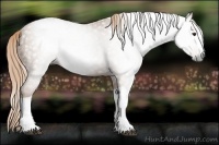 Horse Color:Gray Chestnut Splash Tobiano 