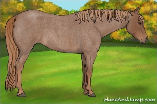 Horse Color: Red Roan 