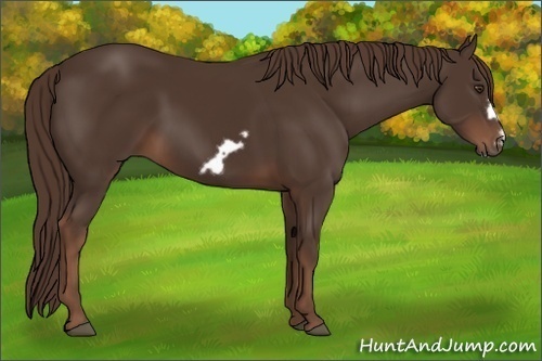 Horse Color: Liver Chestnut Frame 