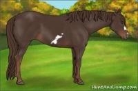 Horse Color:Liver Chestnut Frame