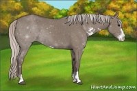 Horse Color:Silver Grullo Sabino 
