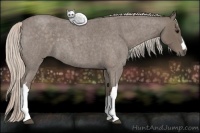 Horse Color:Silver Blue Roan 