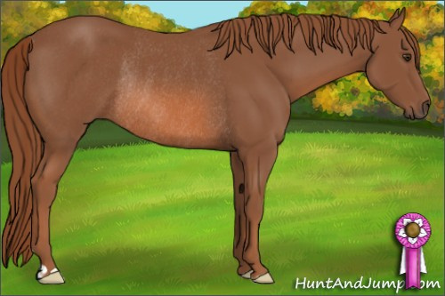 Horse Color: Chestnut Rabicano 