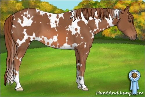 Horse Color: White Spotted Liver Chestnut 