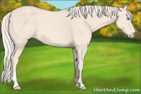 Horse Color:Cremello Sabino Tobiano