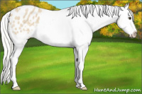 Horse Color:Silver Buckskin Roan Splash Appaloosa 