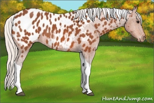 Horse Color: Silver Bay Tobiano Near Leopard Rabicano 