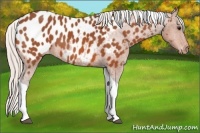 Horse Color:Silver Bay Tobiano Appaloosa Rabicano 