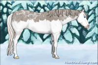 Horse Color:Silver Grullo Ice Sabino Splash 