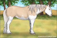 Horse Color:Silver Classic Champagne Dun Sabino Splash 