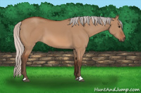 Horse Color:Silver Bay Dun Sabino 