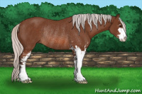 Horse Color:Silver Bay Sabino Rabicano 