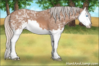 Horse Color:Silver Bay Ice Sabino Splash 