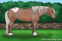 Horse Color:Silver Bay Sabino Appaloosa 