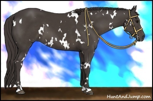 Horse Color: White Spotted Smoky Black 