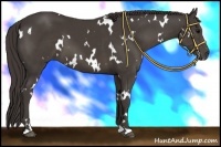 Horse Color:White Spotted Smoky Black 