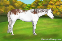 Horse Color:White Spotted Silver Brown Sabino Splash