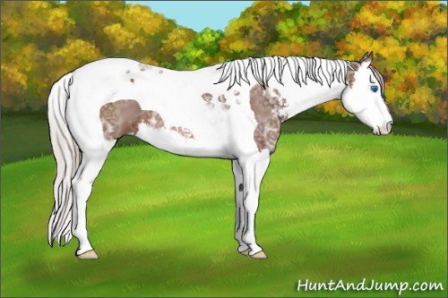 Horse Color: Silver Bay Ice Sabino Splash Tobiano 
