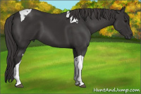 Horse Color:Smoky Black Tobiano 