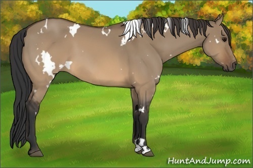 Horse Color: White Spotted Brown Dun 