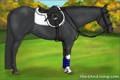 Horse Color:Black 