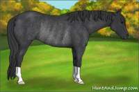 Horse Color:Black Rabicano