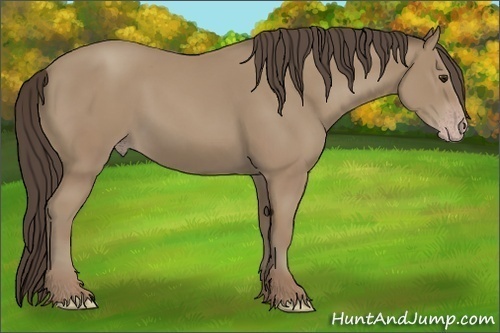 Horse Color: Classic Champagne Rabicano 