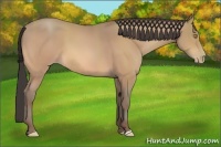 Horse Color:Amber Champagne 