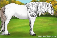 Horse Color:Chestnut Appaloosa 
