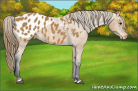 Horse Color:Buckskin Blanket 
