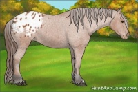 Horse Color:Bay Appaloosa