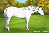 Horse Color:Black Sabino Splash Tobiano