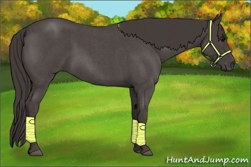 Horse Color:Smoky Blue Roan 