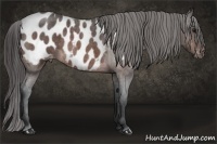 Horse Color:Bay Roan Appaloosa 
