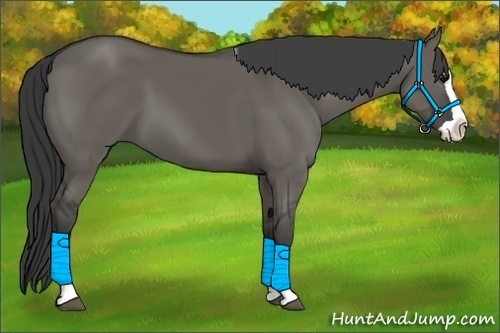 Horse Color:Grullo Splash 