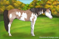 Horse Color:Bay Splash 