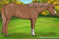 Horse Color:Chestnut 